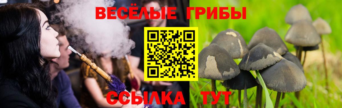 Псилоцибиновые грибы GOLDEN TEACHER  Галлюциногенные грибы Cubensis  Обь  Вход с VPN 